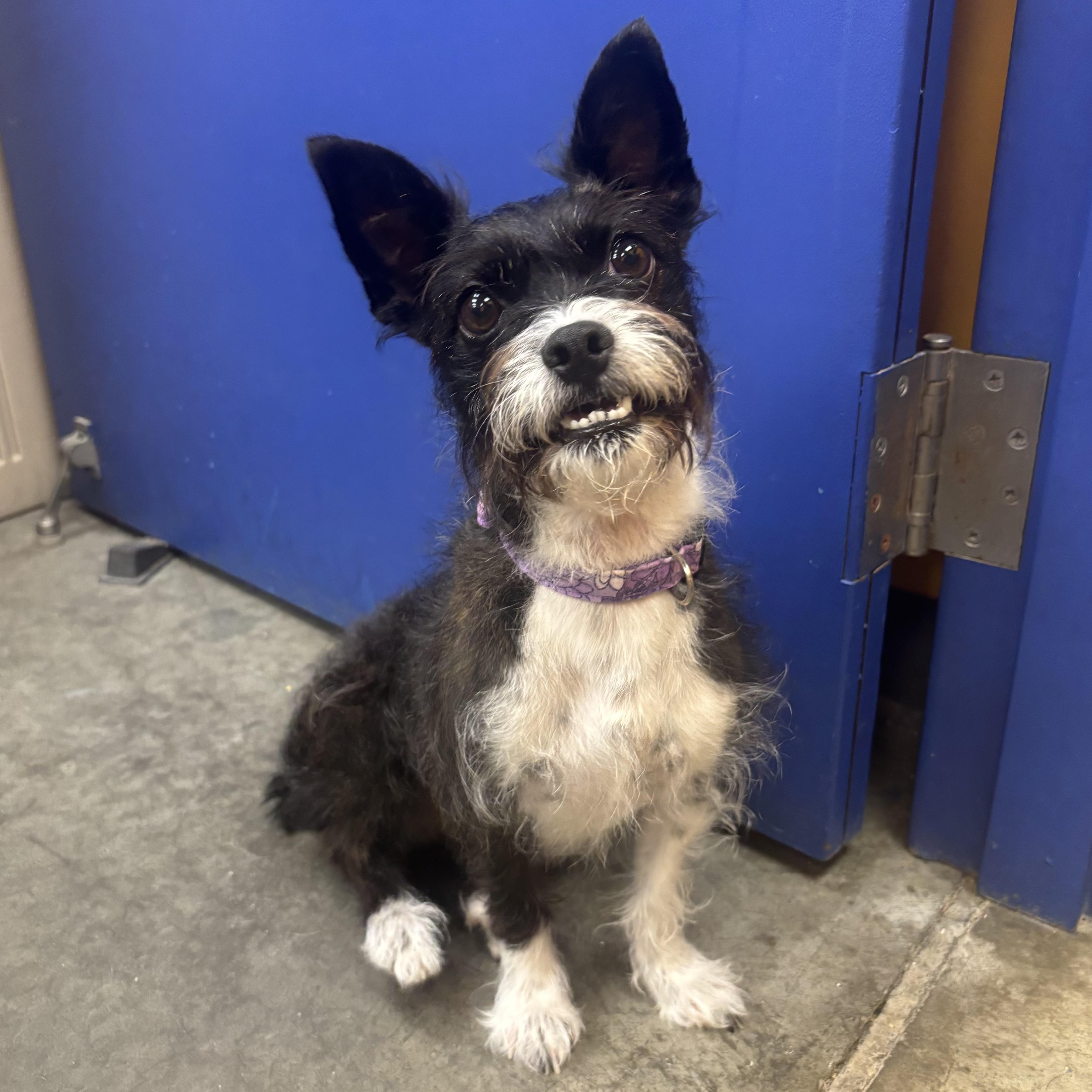 Jodi, an adopted mixed breed in Waynesburg, PA image 2/5