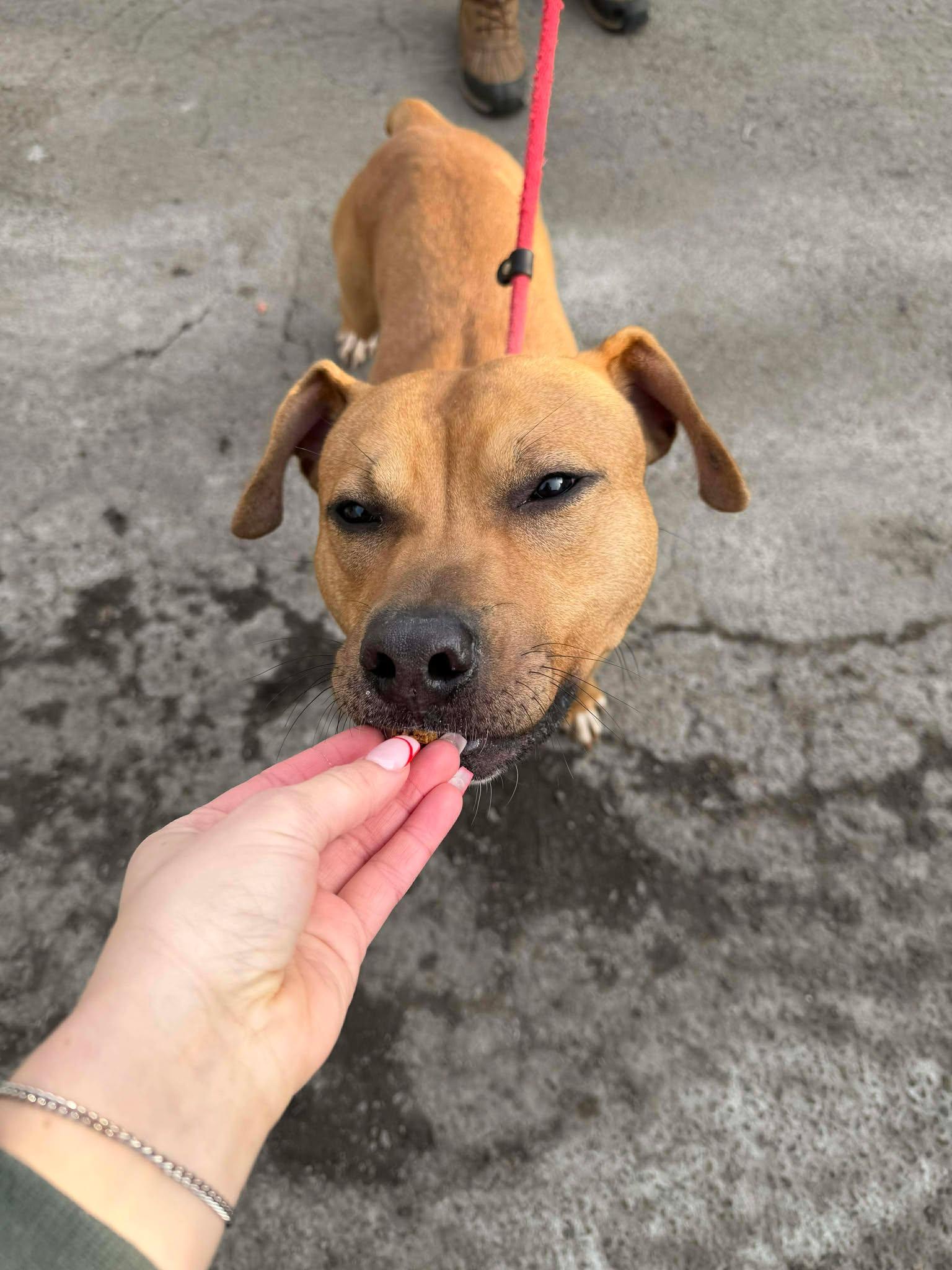 Enlarge Bodhi (Foster Needed!), a Adoptable mixed breed in Westwood, NJ image 3/6