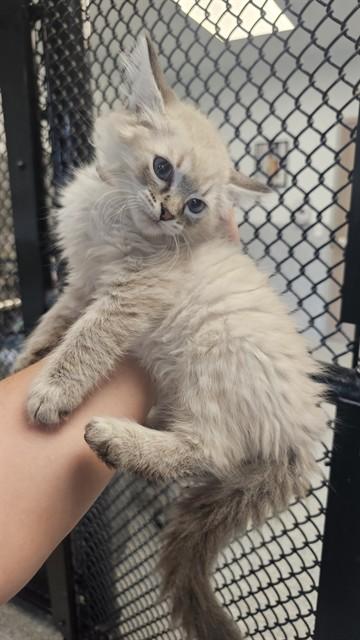 HALIBUT, Adoptable, Kitten Male Domestic Long Hair.