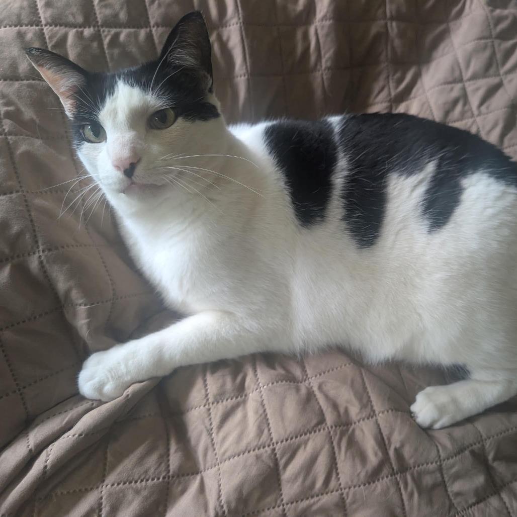 Enlarge Chester, a Adoptable American Shorthair in Frederick, MD image 2/4