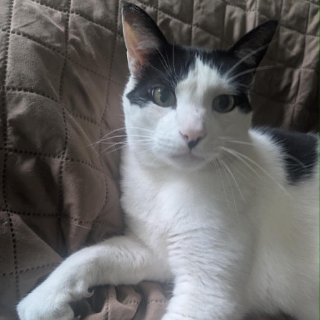 Chester, Adoptable, Senior Male American Shorthair.