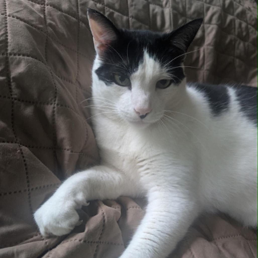 Enlarge Chester, a Adoptable American Shorthair in Frederick, MD image 4/4