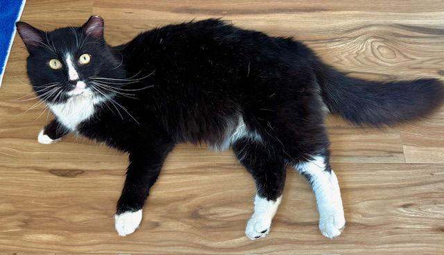 Sneakers - sweet & silky, Adopted, Adult Male Tuxedo & Domestic Long Hair.