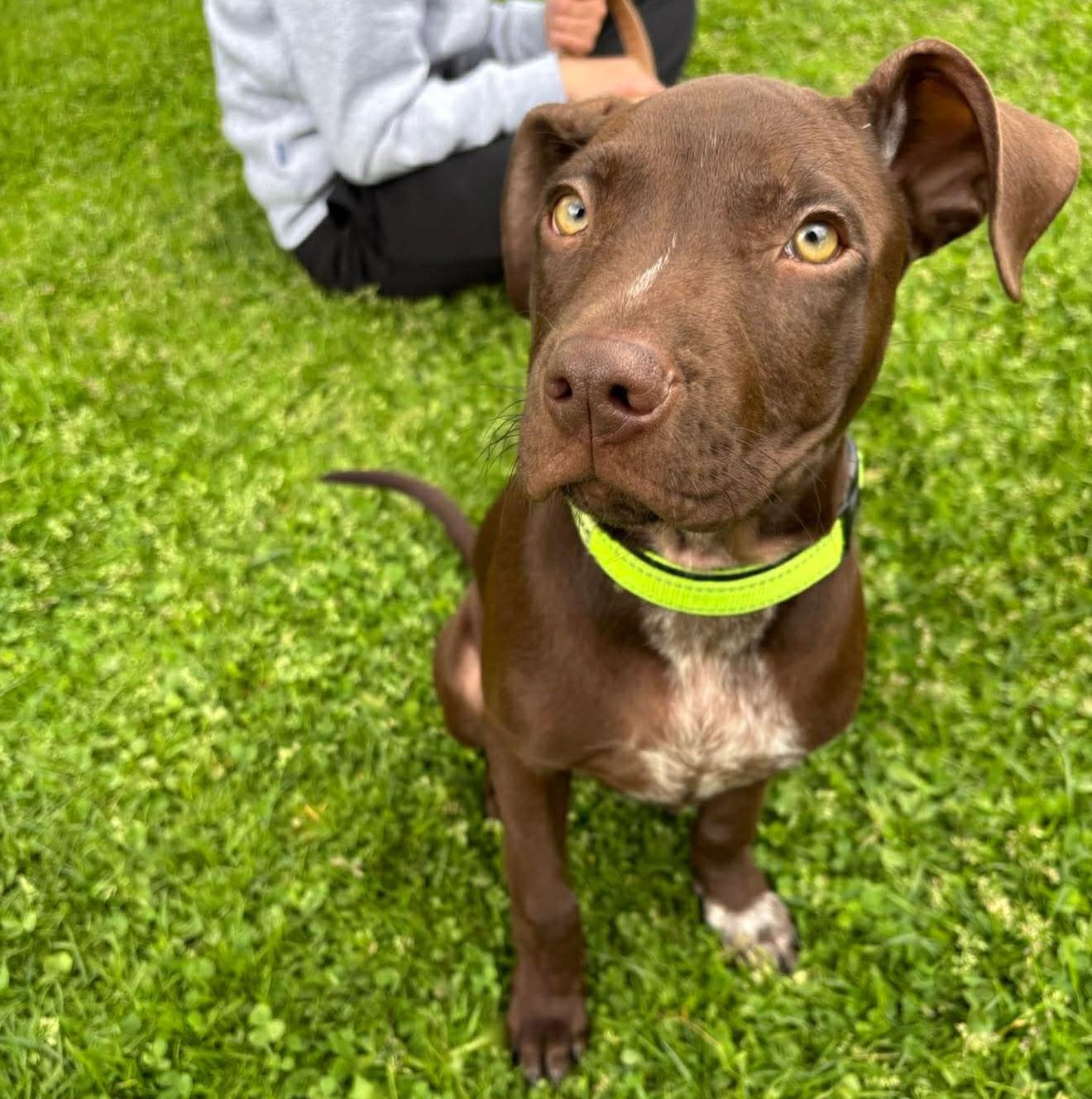 Gus, an adopted mixed breed in Salem, NH image 3/4