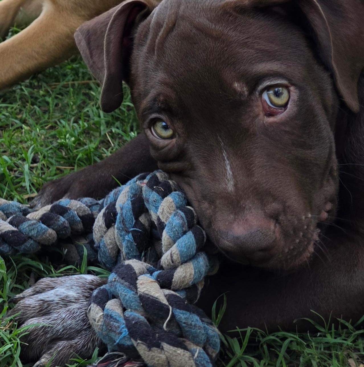 Gus, an adopted mixed breed in Salem, NH image 2/4