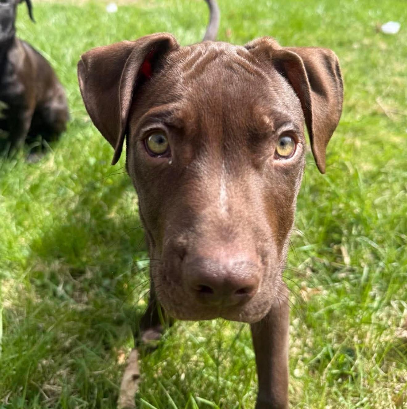 Gus, an adopted mixed breed in Salem, NH image 4/4