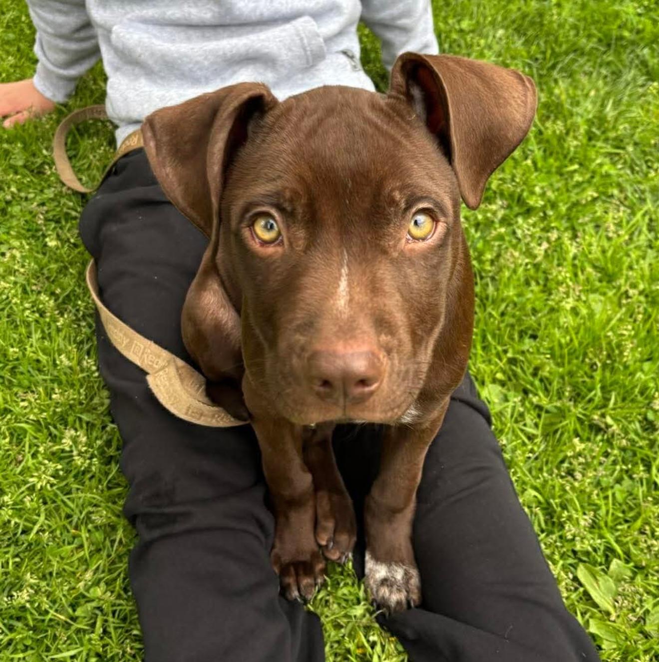 Gus, adopted, Puppy Male American Staffordshire Terrier.
