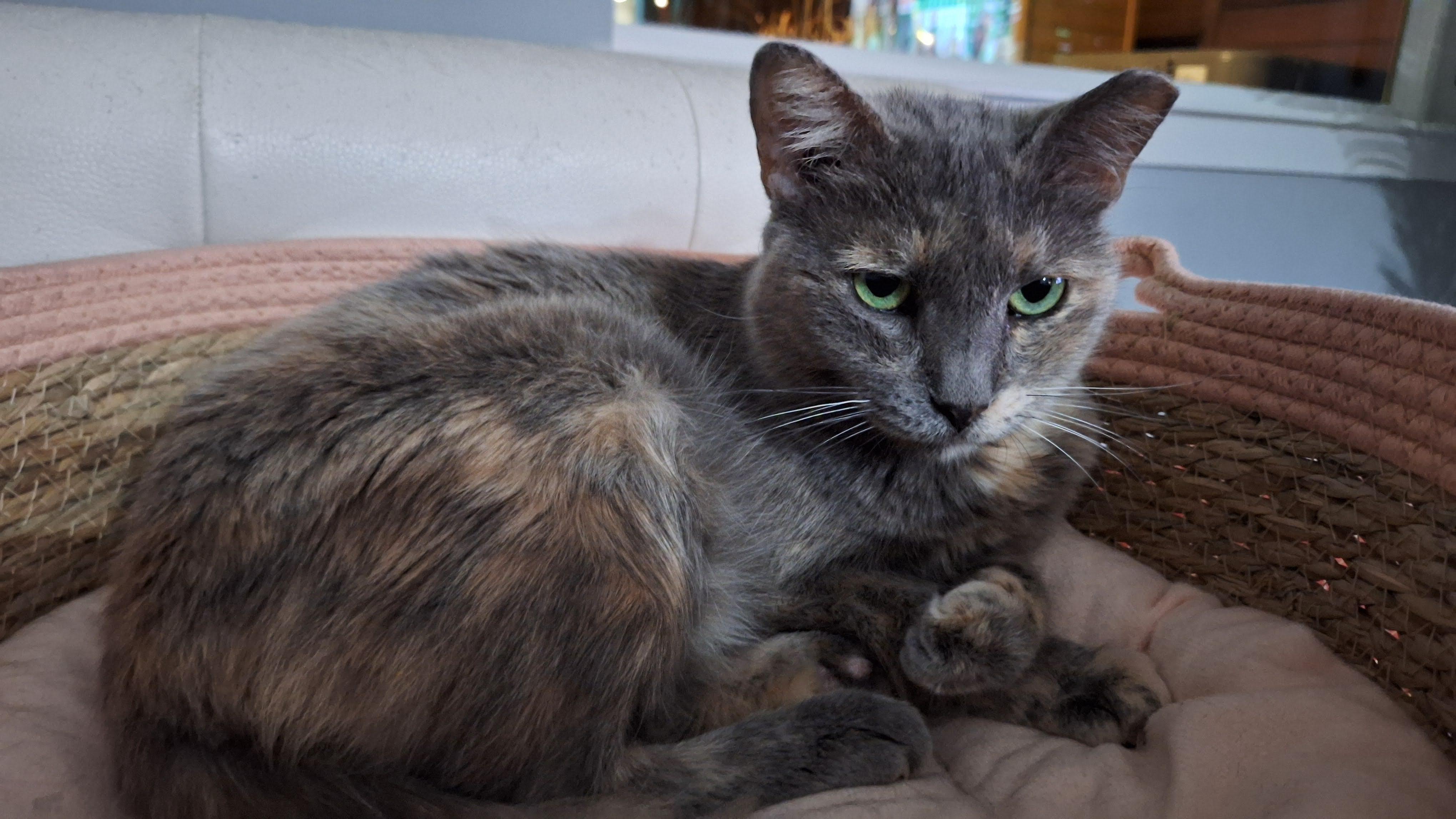 Enlarge Misha, a Adoptable Domestic Short Hair in Waterford, CT image 5/6