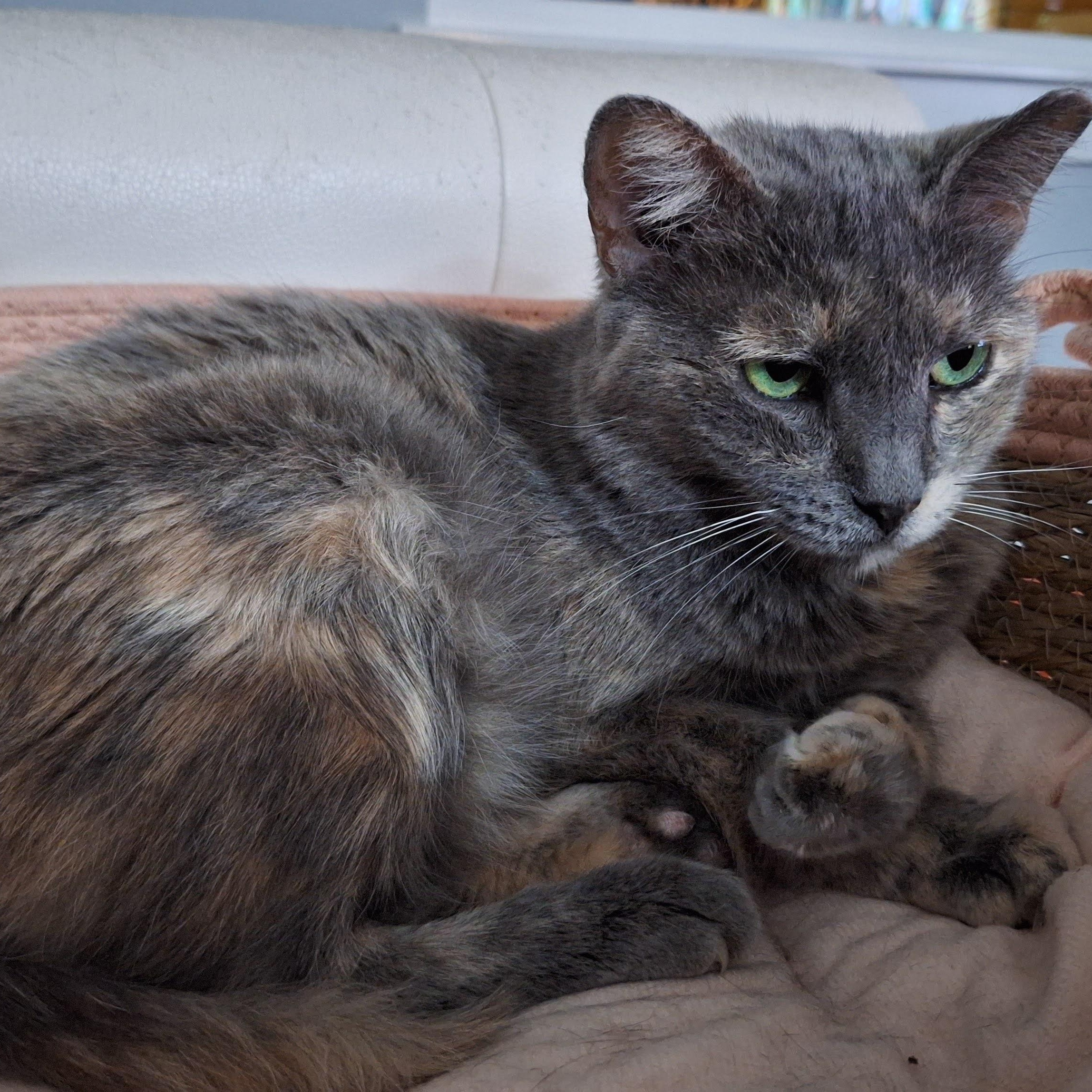 Enlarge Misha, a Adoptable Domestic Short Hair in Waterford, CT image 4/6