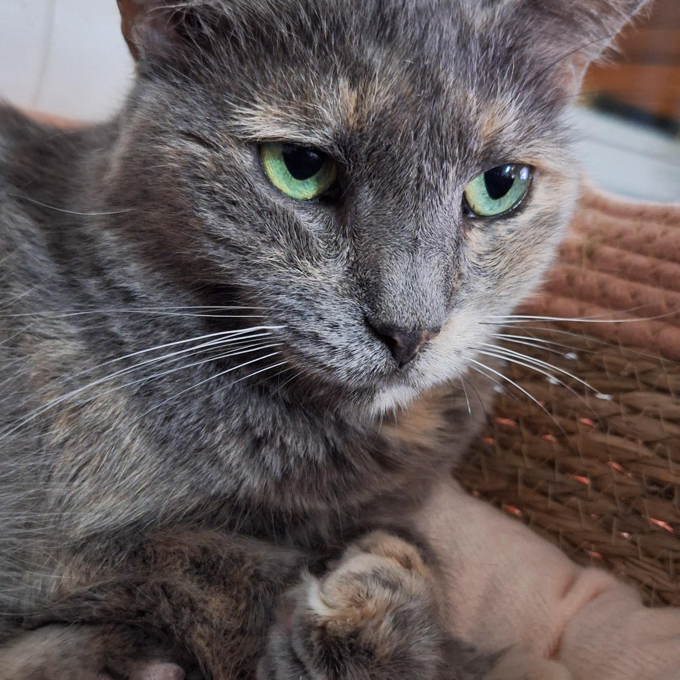 Enlarge Misha, a Adoptable Domestic Short Hair in Waterford, CT image 3/6
