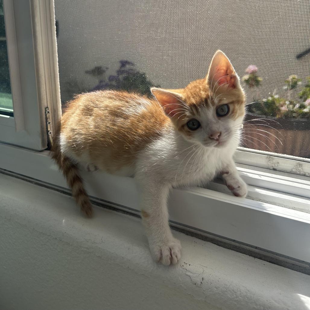 Jack, a Adoptable Domestic Short Hair in Costa Mesa, CA image 1/2
