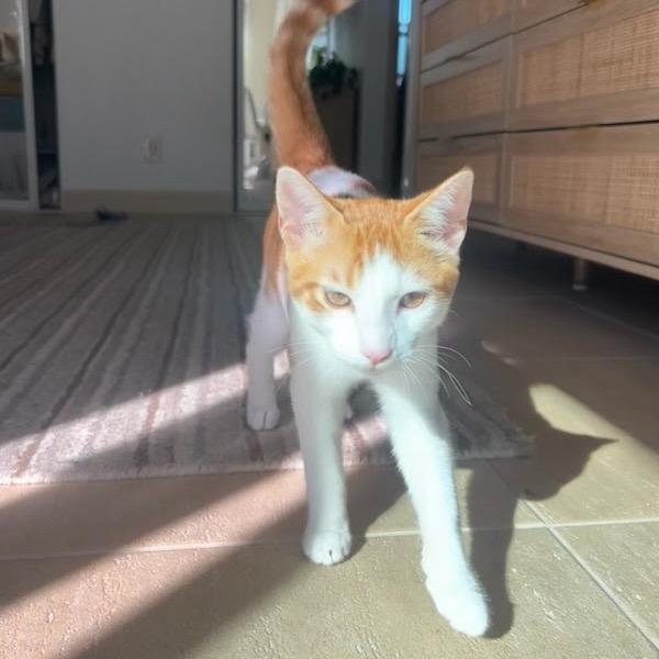 Enlarge Jack, a Adoptable Domestic Short Hair in Costa Mesa, CA image 3/6