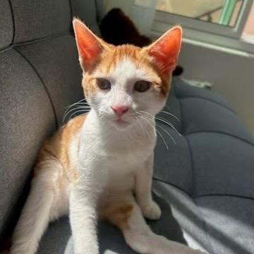 Enlarge Jack, a Adoptable Domestic Short Hair in Costa Mesa, CA image 4/6