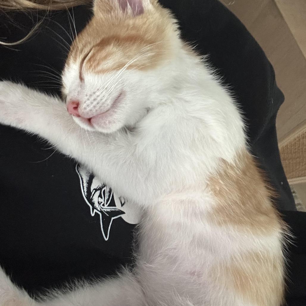 Jack, a Adoptable Domestic Short Hair in Costa Mesa, CA image 2/2