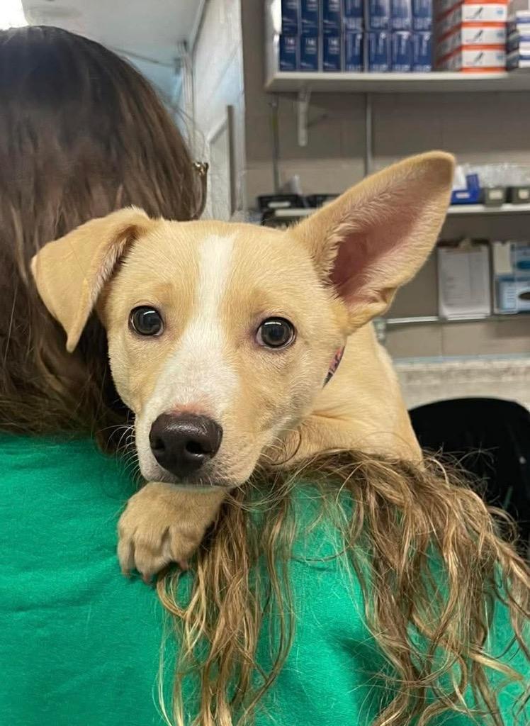 Enlarge Bubbers, a Adoptable mixed breed in Blountville, TN image 1/1