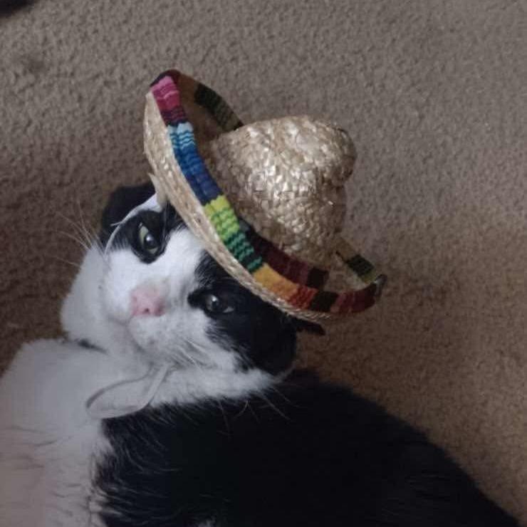 Enlarge Mister Rayburn, a Adoptable Domestic Short Hair in Woodstock, VA image 1/1