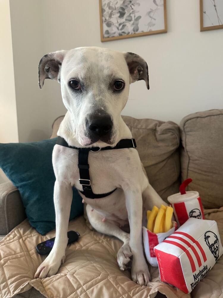 Dottie, Adoptable, Young Female Mixed Breed.