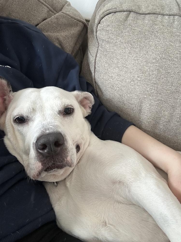 Dottie, Adoptable, Young Female Mixed Breed.