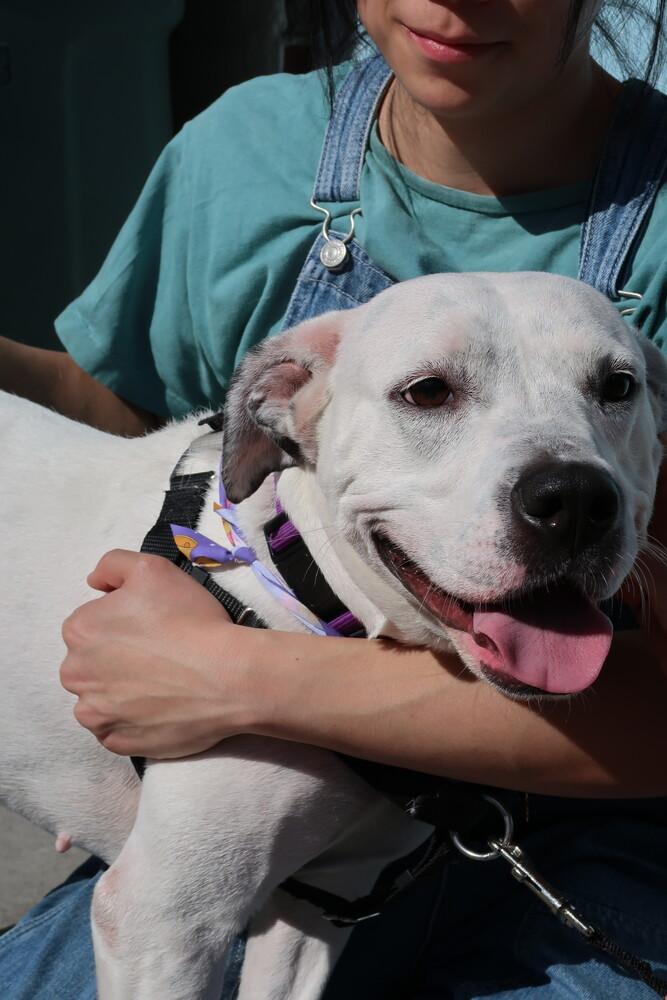 Enlarge Dottie, a Adoptable mixed breed in New York, NY image 2/6