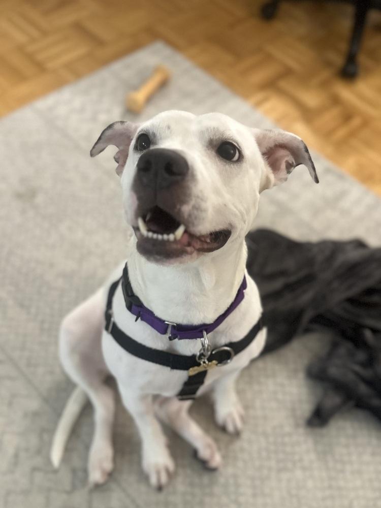 Enlarge Dottie, a Adoptable mixed breed in New York, NY image 2/6