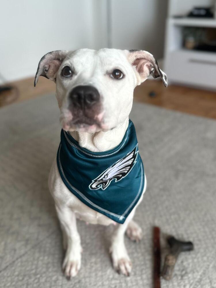 Enlarge Dottie, a Adoptable mixed breed in New York, NY image 4/6