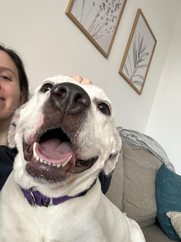 Enlarge Dottie, a Adoptable mixed breed in New York, NY image 4/6