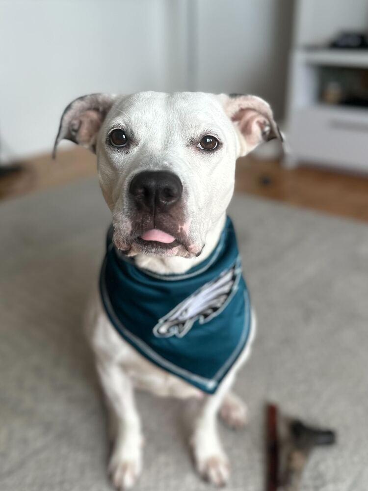 Enlarge Dottie, a Adoptable mixed breed in New York, NY image 5/6