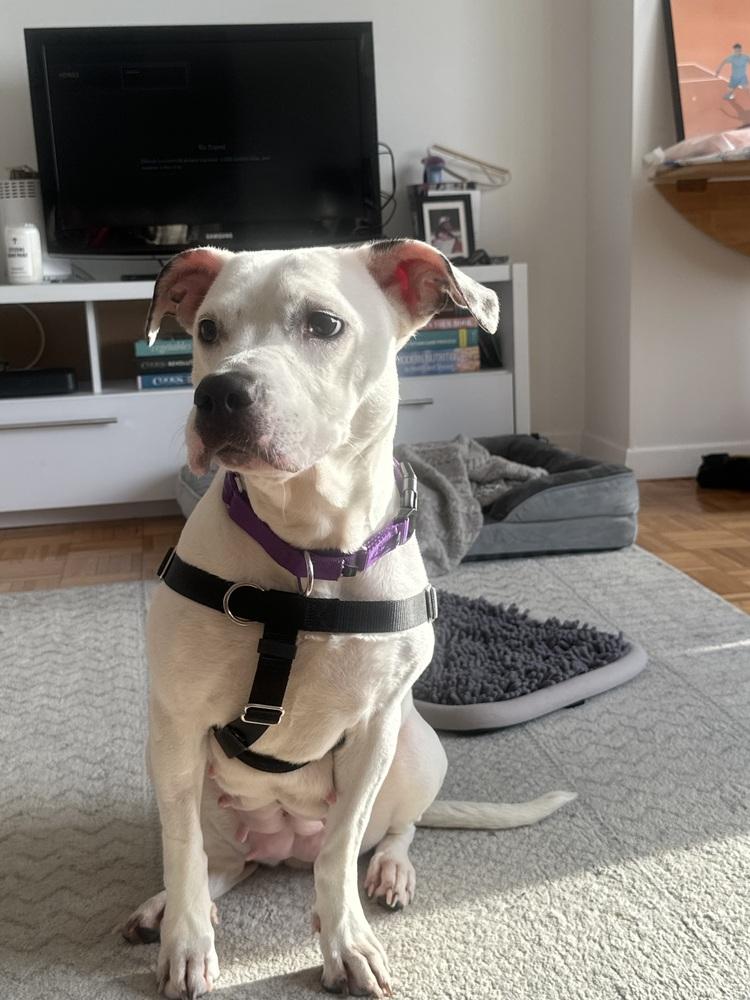 Enlarge Dottie, a Adoptable mixed breed in New York, NY image 6/6