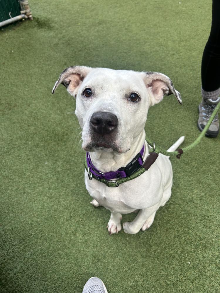 Enlarge Dottie, a Adoptable mixed breed in New York, NY image 6/6