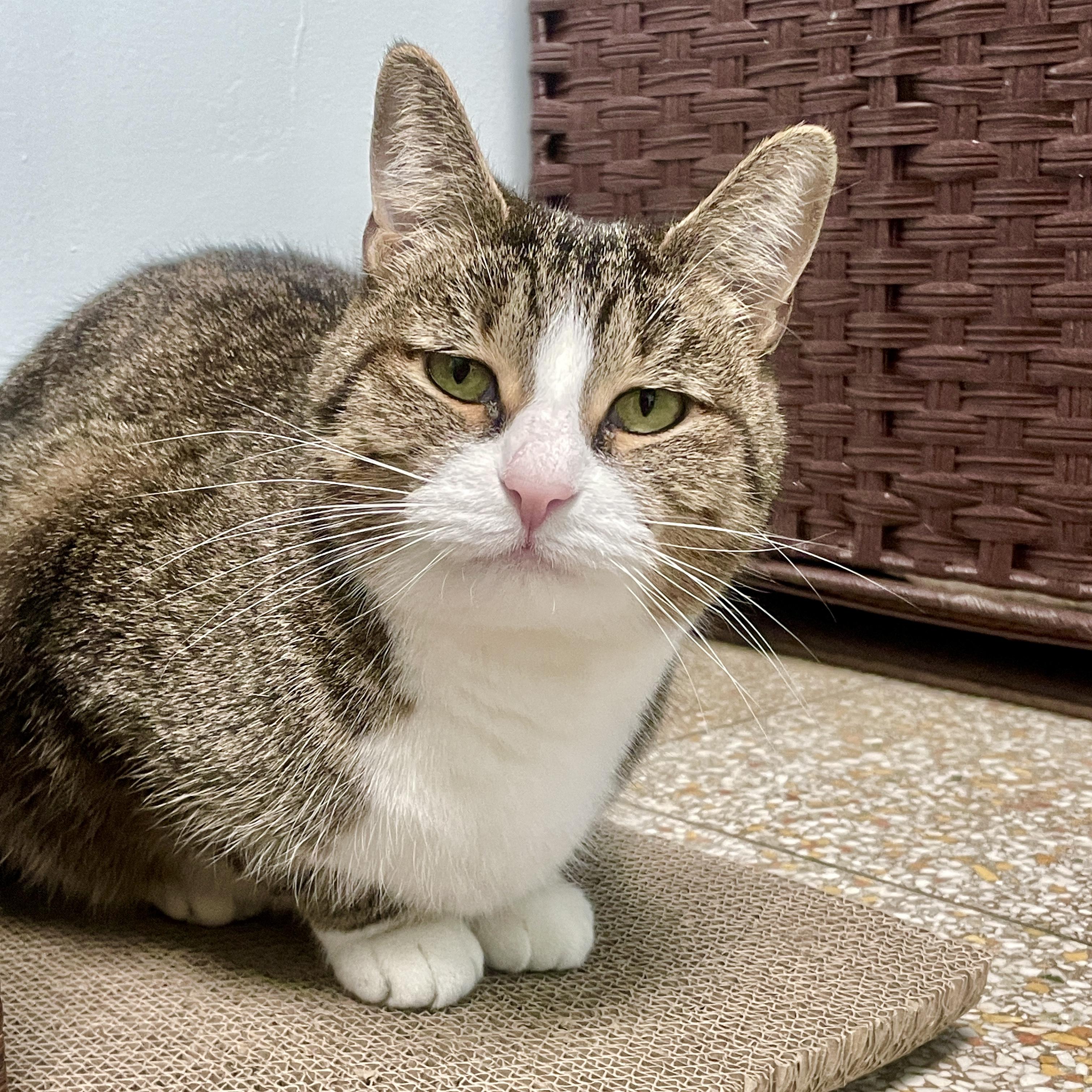 Enlarge Trix, a Adoptable Domestic Short Hair in Chicago, IL image 2/3