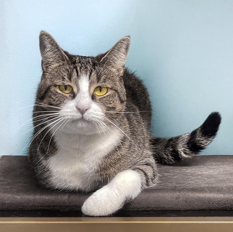 Trix, Adoptable, Adult Female Domestic Short Hair.