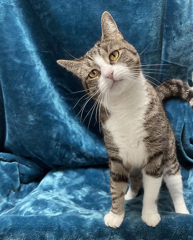 Enlarge Trix, a Adoptable Domestic Short Hair in Chicago, IL image 3/3