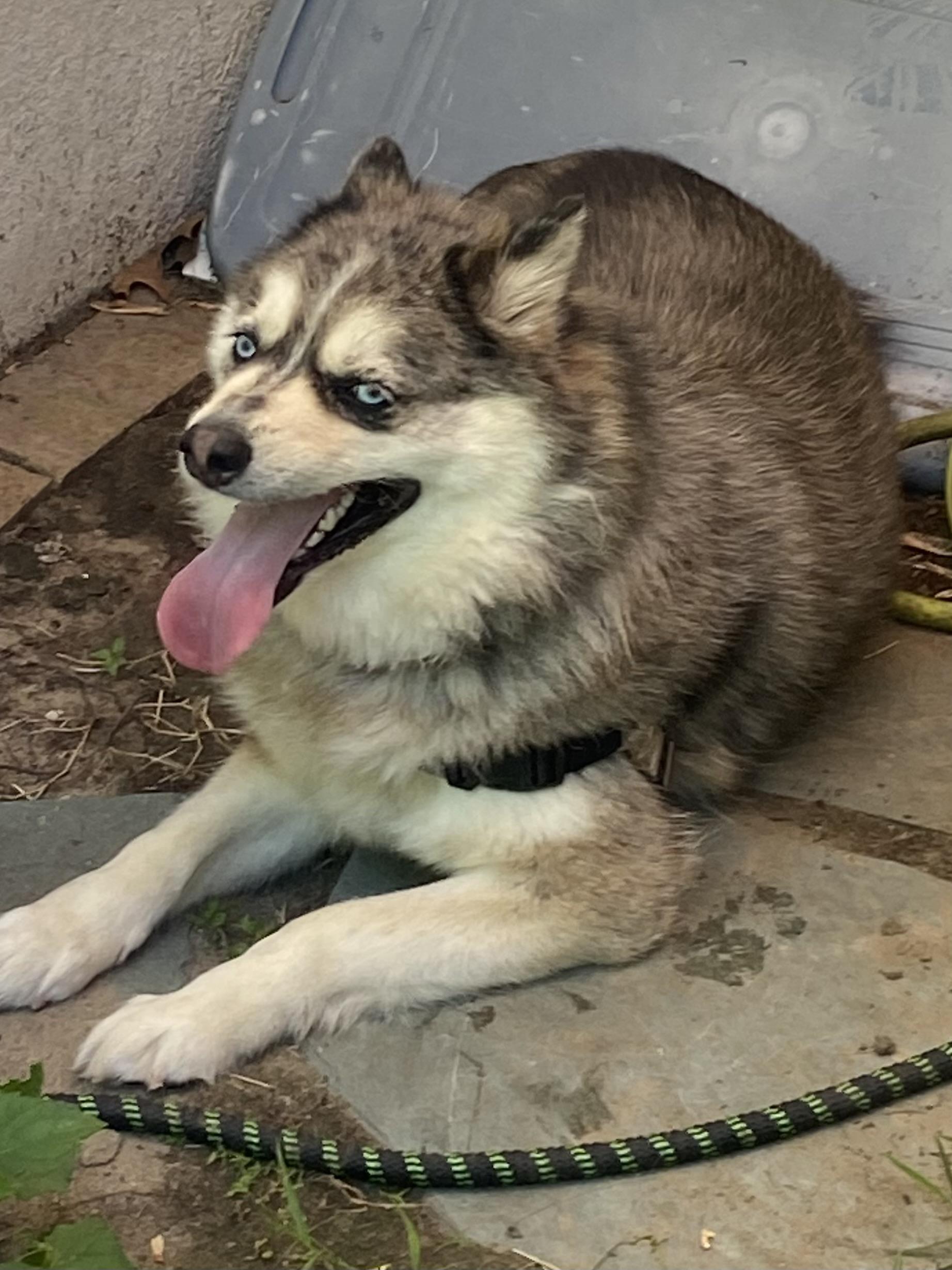 Loyalty, an adoptable Pomsky in Springfield, MA, 01108 | Photo Image 2
