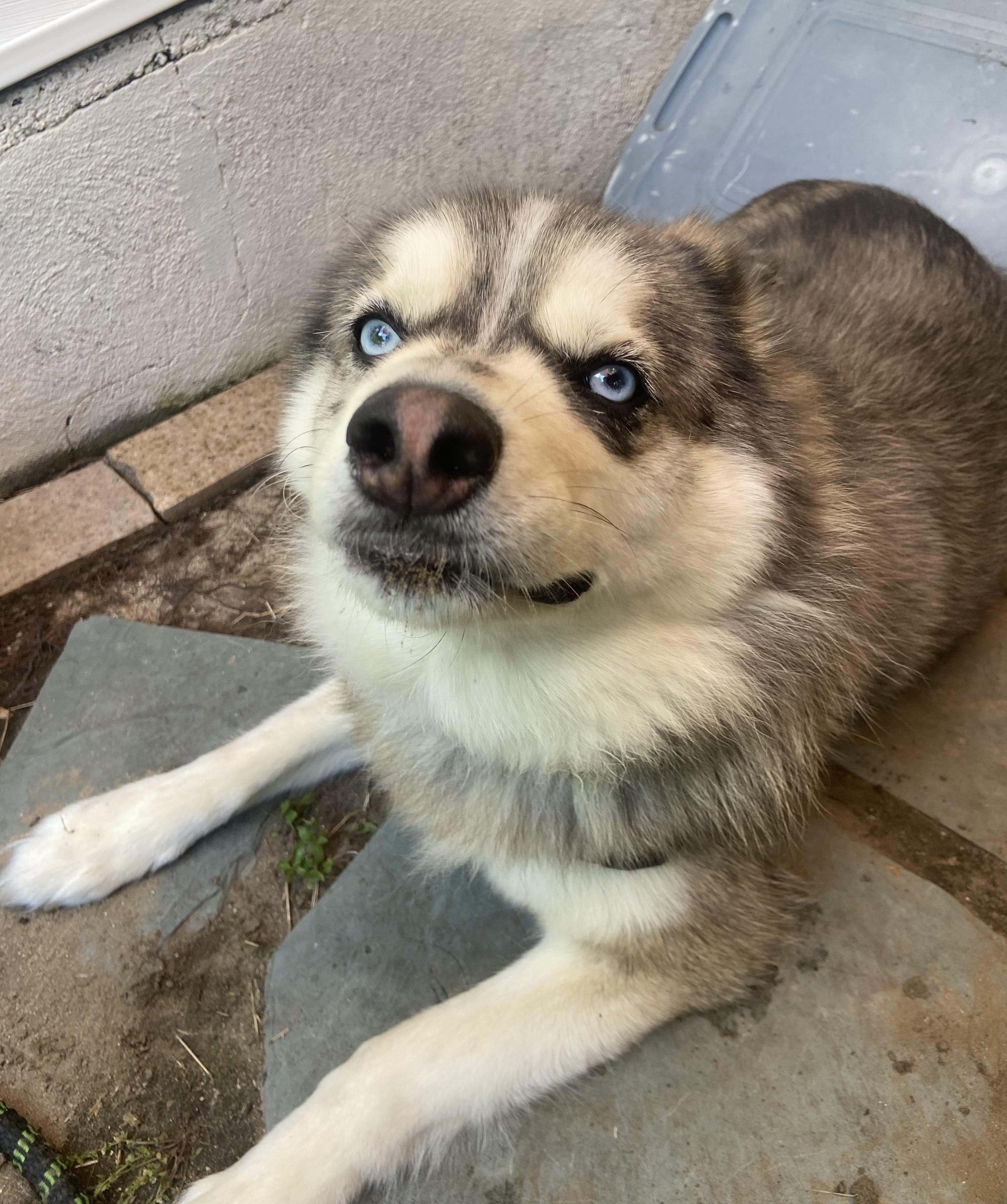 Loyalty, an adoptable Pomsky in Springfield, MA, 01108 | Photo Image 4