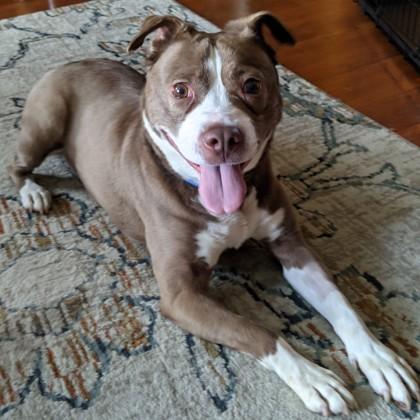 Enlarge Izzy, a ADOPTABLE Mixed Breed in Hilliard, OH image 3/4