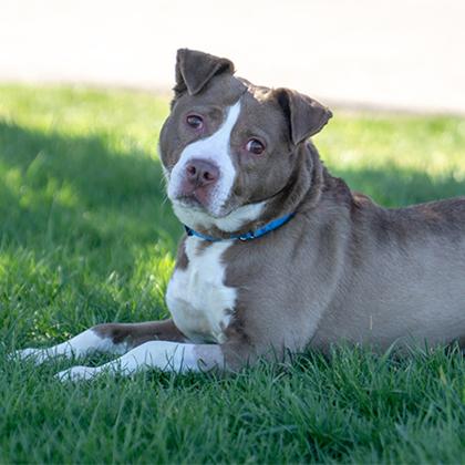 Enlarge Izzy, a ADOPTABLE Mixed Breed in Hilliard, OH image 2/4