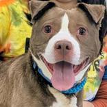 Enlarge Izzy, a ADOPTABLE Mixed Breed in Hilliard, OH image 4/4