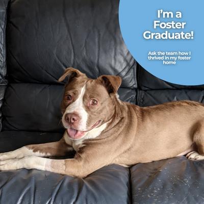 Enlarge Izzy, a ADOPTABLE Mixed Breed in Hilliard, OH image 1/4