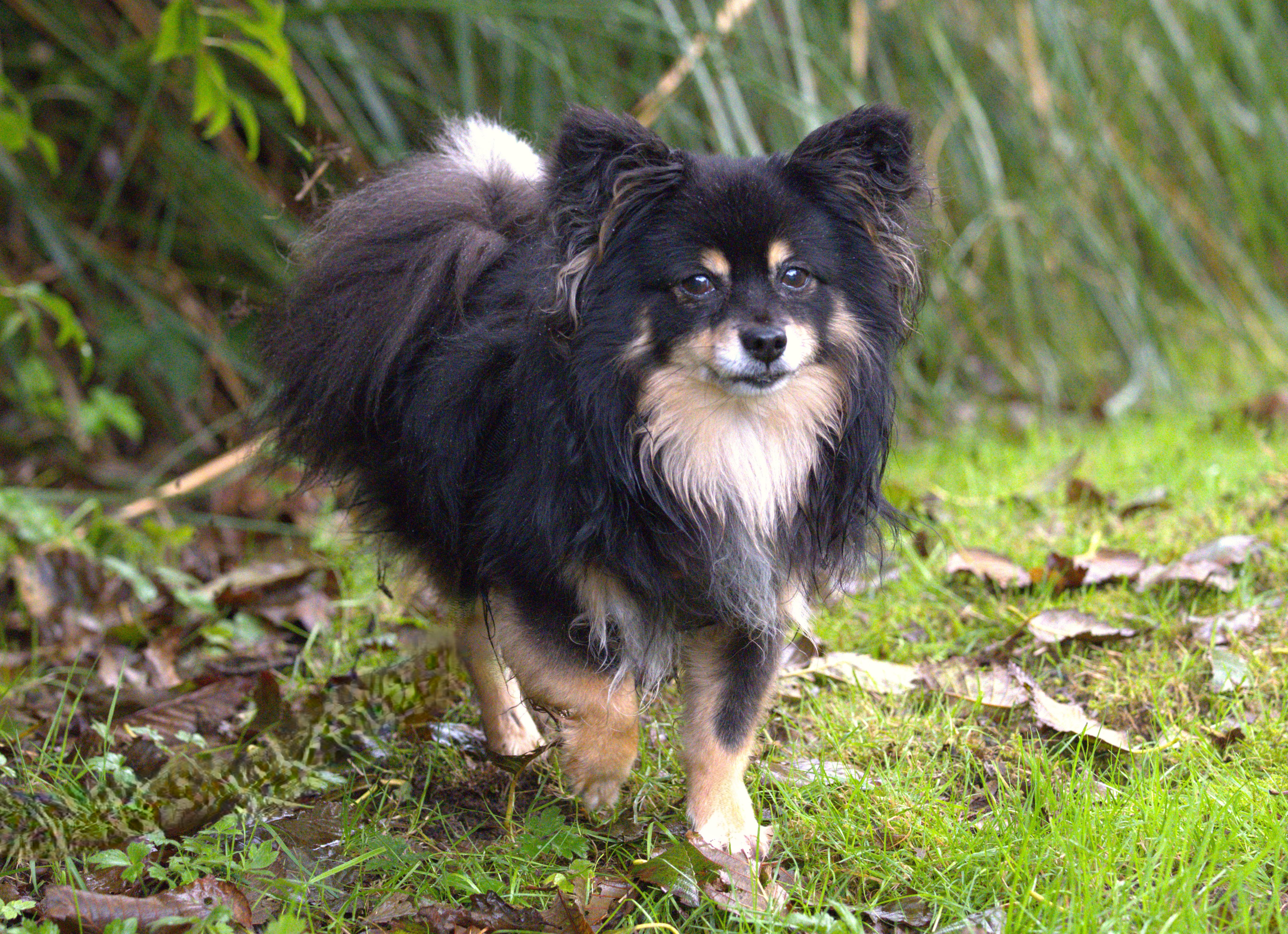 Tonic, an adoptable Papillon in Hoquiam, WA, 98550 | Photo Image 2