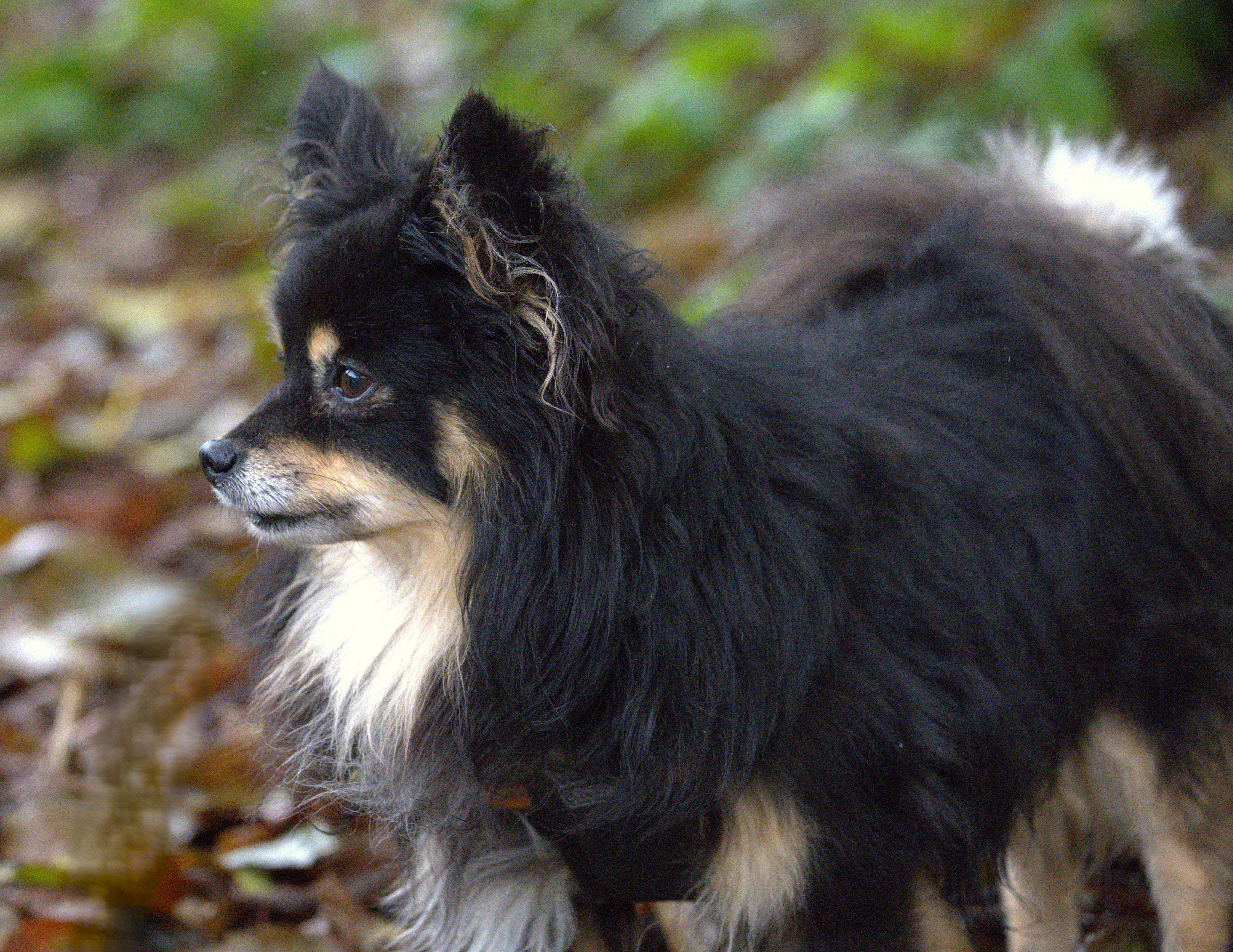 Tonic, an adoptable Papillon in Hoquiam, WA, 98550 | Photo Image 3