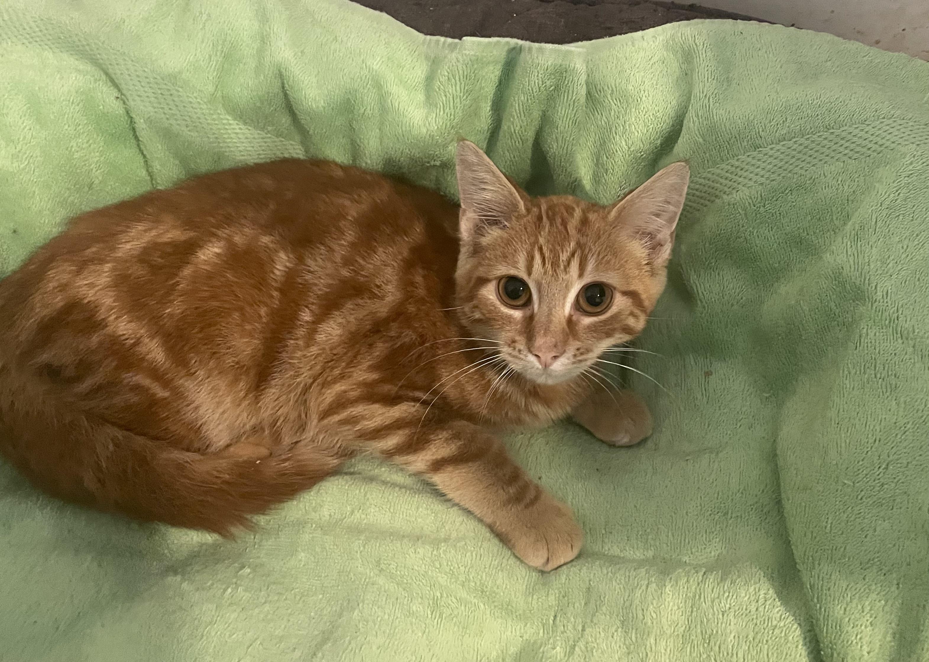 Pumpkin, Adopted, Kitten Male Domestic Short Hair.