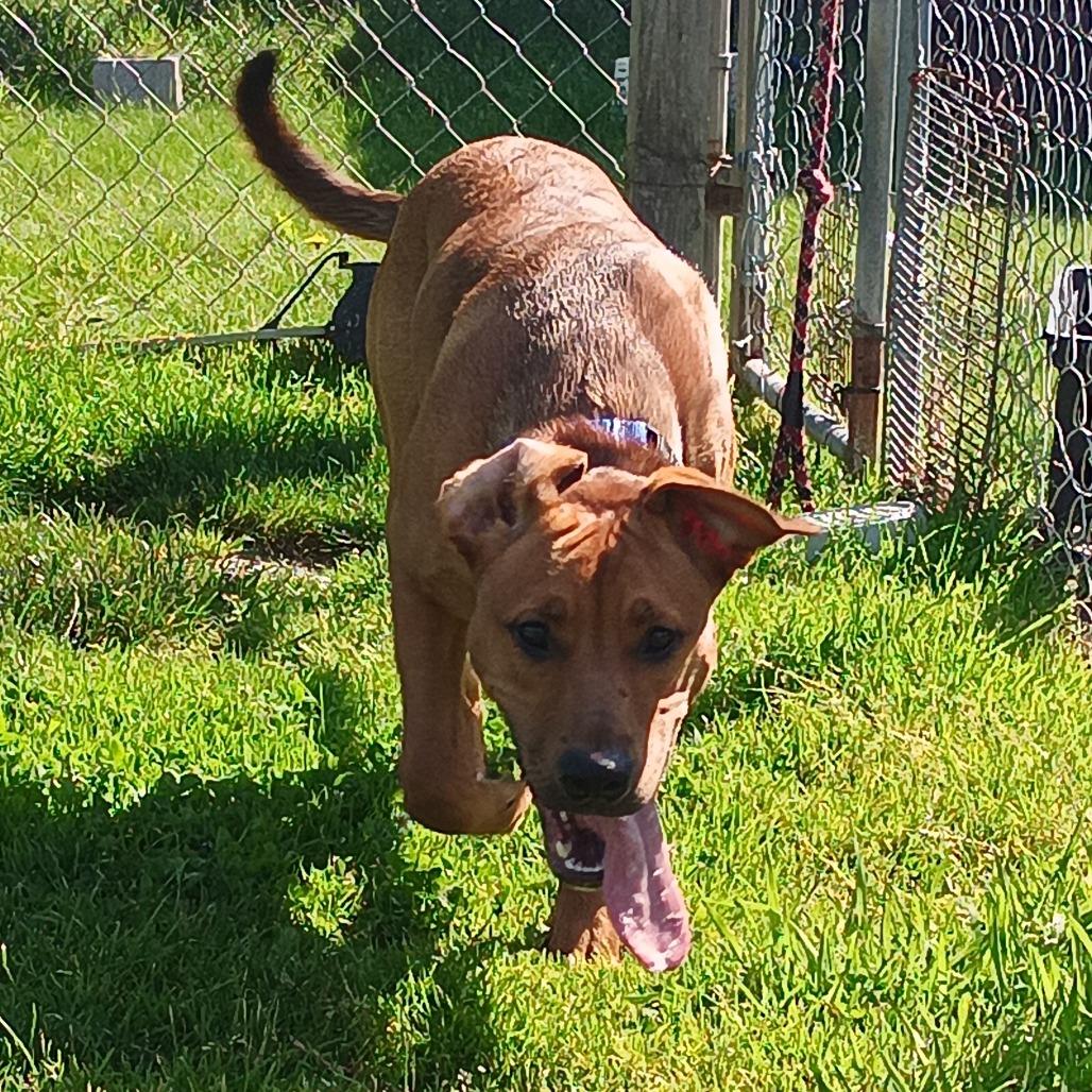 Toodles, Adoptable, Adult Female Mixed Breed.