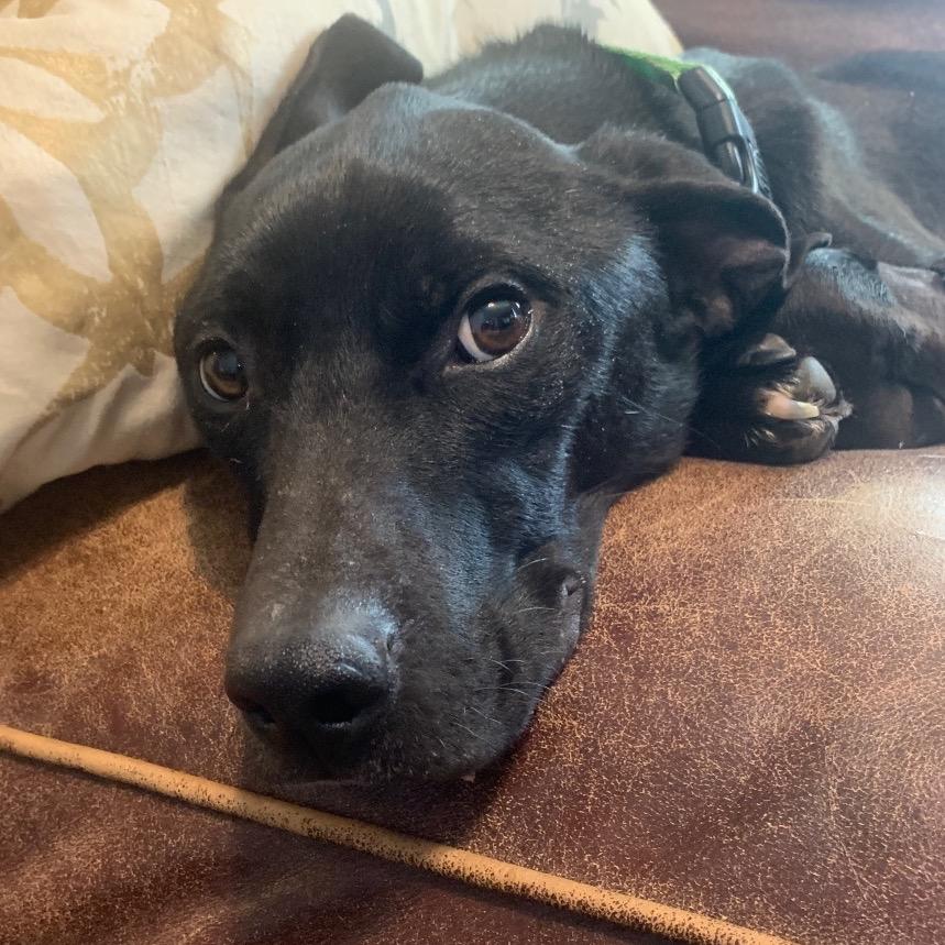 Enlarge Hopper, a Adoptable mixed breed in Avon, OH image 1/6