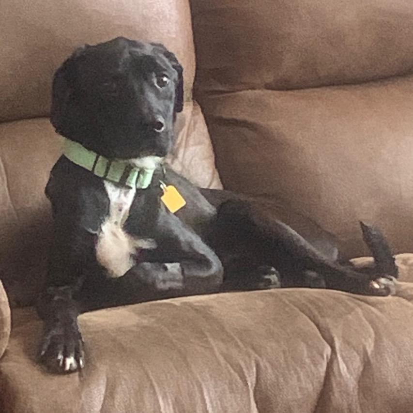 Enlarge Hopper, a Adoptable mixed breed in Avon, OH image 2/6