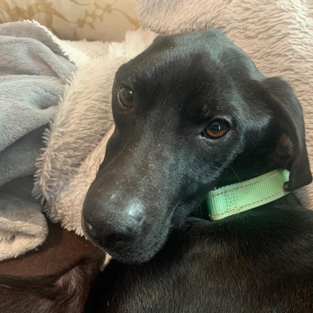 Enlarge Hopper, a Adoptable mixed breed in Avon, OH image 3/6