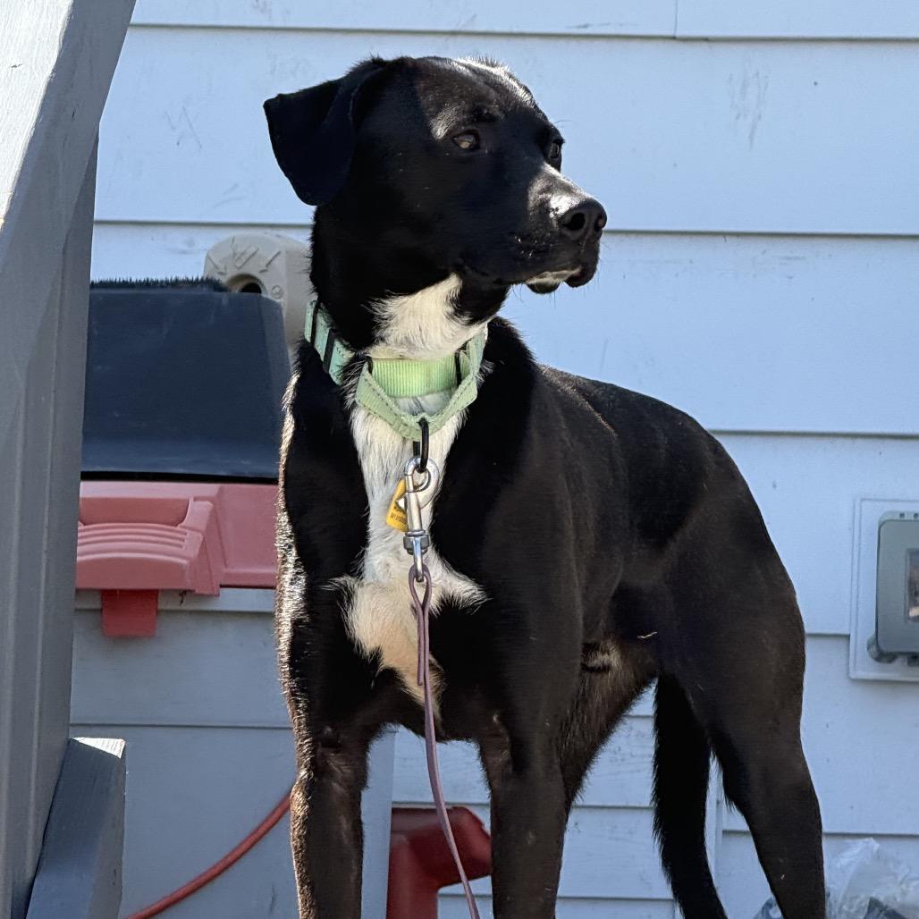 Enlarge Hopper, a Adoptable mixed breed in Avon, OH image 4/6