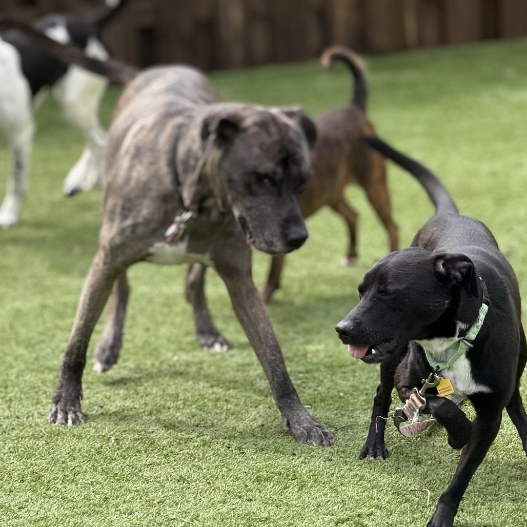 Enlarge Hopper, a Adoptable mixed breed in Avon, OH image 5/6