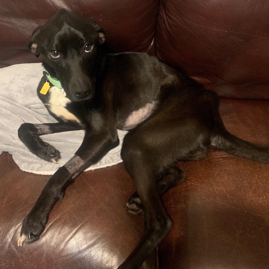 Enlarge Hopper, a Adoptable mixed breed in Avon, OH image 6/6