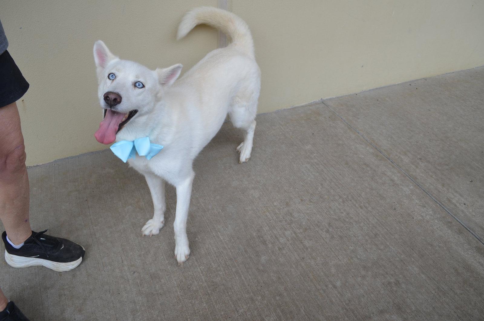 Enlarge Sylvie, a Adoptable Husky in McKinney, TX image 1/3