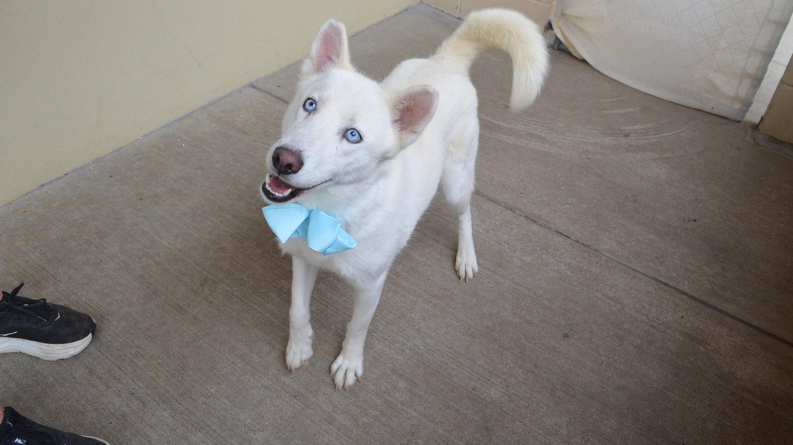 Enlarge Sylvie, a Adoptable Husky in McKinney, TX image 2/3